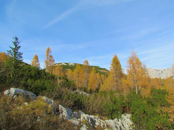 Paesaggio alpino coperto di pini striscianti e autunno o caduta di larici color oro e prato pieno di rocce di fronte nel parco nazionale di Trilgav e Alpi Giulie in Gorenjska Slovenia - Foto, immagini