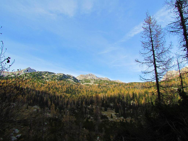Вид на альпийский пейзаж с вершины Пласки Фогель в спине и осенью или осенью золотистой лиственницы и елового леса ниже в Триглавском национальном парке и Юлианских Альпах в Горенской Словении - Фото, изображение