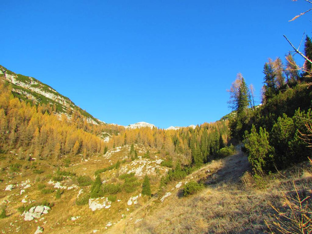 Paisaje alpino con pino rastrero y un prado en frente y autum o bosque de alerce de color dorado en la parte posterior con picos de montaña que se elevan por encima de los Alpes Julianos, Gorenjska, Eslovenia - Foto, Imagen
