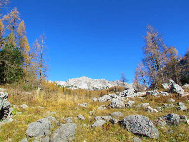 Widok szczytów górskich Veliko Spicji wznoszących się nad jesienią lub jesienią złoty las modrzewiowy i sucha łąka trawiasta przed doliną Jezior Triglav w Alpach Julijskich, Gorenjska, Słowenia - Zdjęcie, obraz
