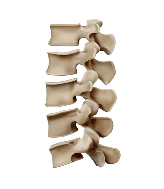Anatomy and structure of the human spinal spine. Vertebral discs. Vector 3D illustration - Vector, Image