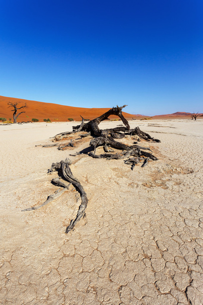 prachtige landschap van verborgen Otomys in Namib woestijn  - Foto, afbeelding