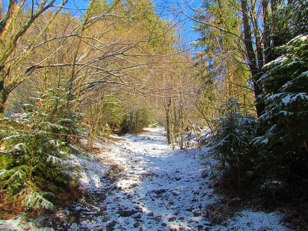 Sněhem pokrytá stezka vedoucí přes široký zimní les ve Slovinsku - Fotografie, Obrázek
