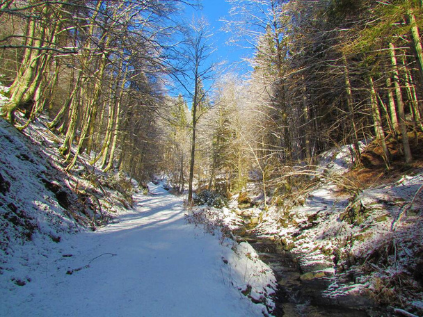 Sendero cubierto de nieve que conduce a través de un bosque invernal de hoja ancha en Eslovenia - Foto, Imagen