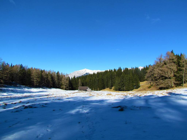 Vista invernale del pascolo innevato a Konjscica nelle montagne di Karavanke nella regione di Gorenjska in Slovenia circondata da boschi di conifere - Foto, immagini