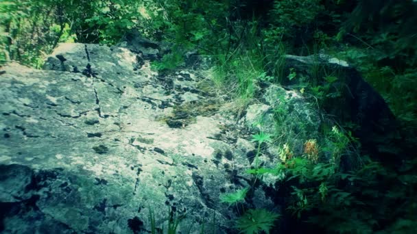 Velký kámen pokrytý vegetací a praskliny - Záběry, video