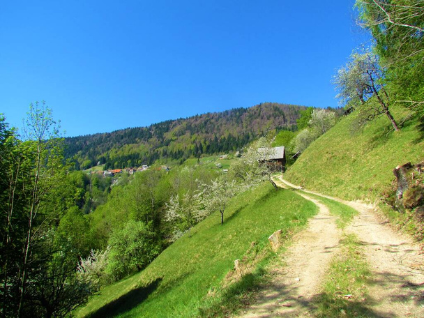 Vista panorámica del pueblo Jamnik bellow Jelovica en Gorenjska, Eslovenia con bosque que cubre las laderas y un prado con árboles frutales en flor blanca y un camino de tierra en frente - Foto, imagen