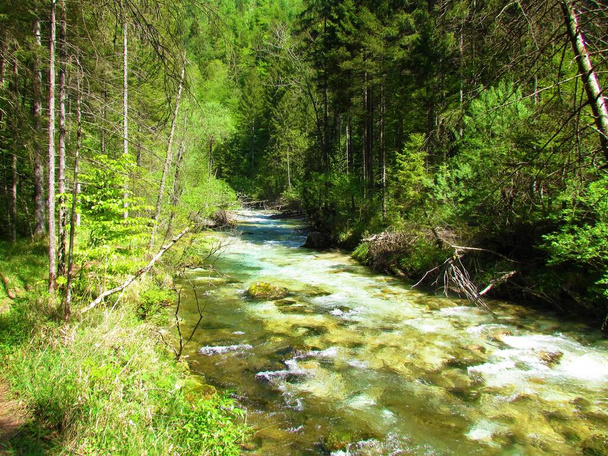 Scenic prachtige Kamniska Bistrica berg rivier in Slovenië omgeven door een bos op een zonnige dag - Foto, afbeelding