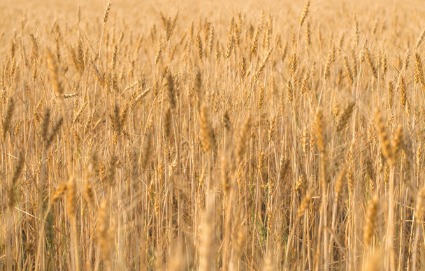 Пшеничне поле. Протирати вуха пшениці, вибірковий фокус
. - Фото, зображення