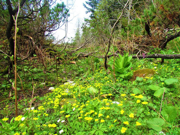 Lush alpine wild garden with yellow flowers and false helleborine, white hellebore (Veratrum album) and surrounded by creeping pine or mugo pine - Photo, Image