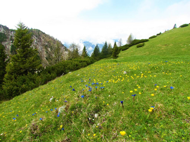 Colorful alpine meadow full of blooming wildflowers with blue spring gentian (Gentiana verna) and yellow flowers and creeping pine and spruce trees in the background - Photo, Image