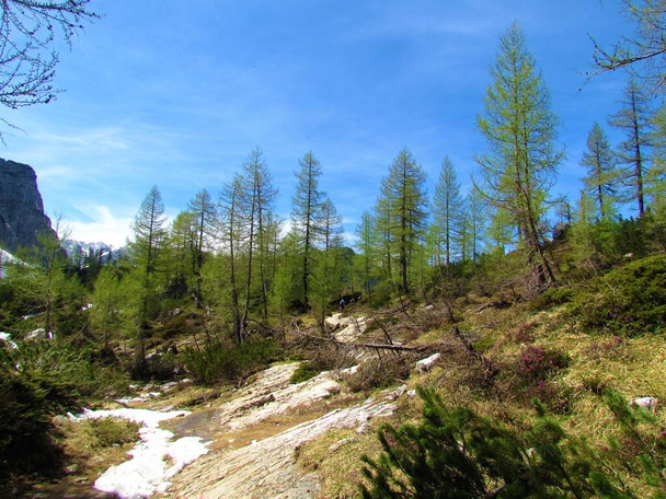Mountain larch forest in Julian alps and Triglav national park in Slovenia on a sunny day with a patch of snow - Photo, Image