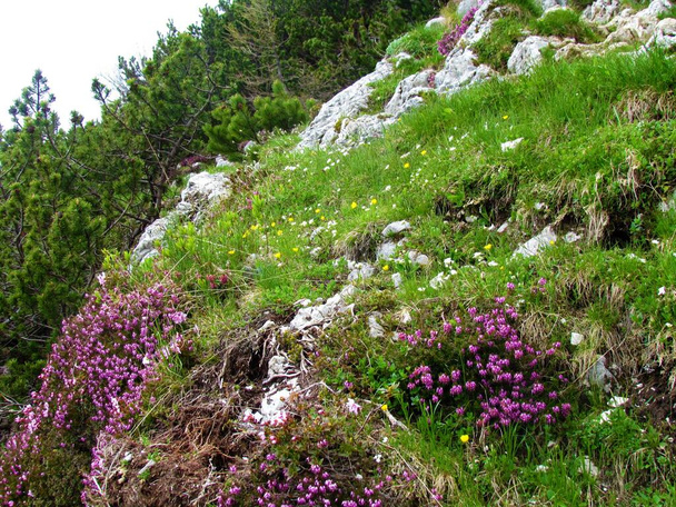 Alpine garden with yellow and white flowers and pink blooming winter heath, winter flowering heather, spring heath, alpine heath - Photo, Image