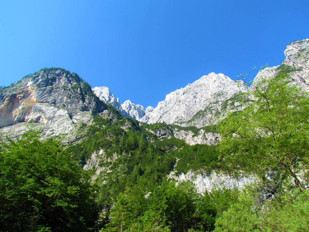 Alpine landscape bellow Prisojnik mountain with mugo pine and larch trees in Julian alps and Triglav national park, Slovenia - Photo, Image