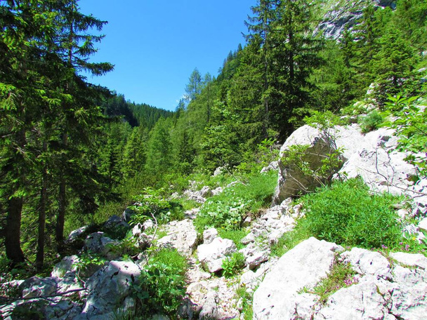 Trail leading past an alpine landscape with a large rocks and surrounded by spruce and larch forest in Julian alps and Triglav national park, Slovenia - Photo, Image