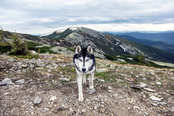 Close up photo of the head of grey Siberian husky dog enjoying the nature, Happy dog on a natural landscape. Blue eyes. A delightful dog. - Foto, afbeelding