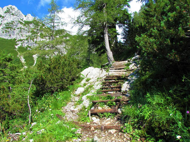 Viejas escaleras de madera en el paisaje alpino con alerces y pino mugo y montañas detrás en los Alpes Julianos y el parque nacional Triglav, Eslovenia - Foto, Imagen