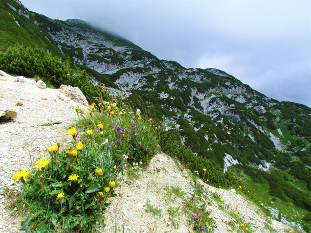 Alpine wildflowers with yellow blooming Hieracium humile and blue flowers and alpine landscape in Julian alps and Triglav national park in Slovenia - Photo, Image
