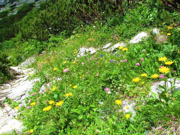 Beautiful alpine garden with yellow and pink flowers next to footpath in Julian alps and Triglav national park, Slovenia - Photo, Image