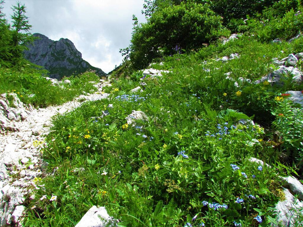 Szlak turystyczny prowadzący obok alpejskiej łąki z alpejskimi kwiatami włącznie. niebieski kwitnący alpejski niezapomniany w Alpach Julijskich i Parku Narodowym Triglav, Słowenia - Zdjęcie, obraz