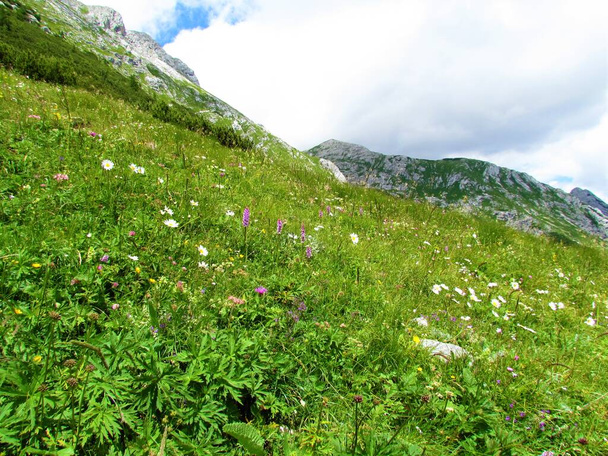 Colorful alpine meadow with white daisy and pink pink fragrant orchid or marsh fragrant orchid (Gymnadenia conopsea) flowers and alpine mountain landscape behindd in Julian alps, Slovenia - Photo, Image