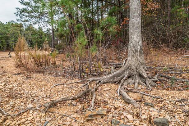 Сильна посуха на озері Ланіер (Джорджія) огортає коріння дерев і скелі, де восени вода повинна бути на березі. - Фото, зображення