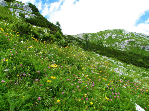 Colorido prado alpino lleno de trébol rojo rosado y otras flores amarillas y blancas en los Alpes Julianos y el Parque Nacional Triglav, Eslovenia - Foto, Imagen