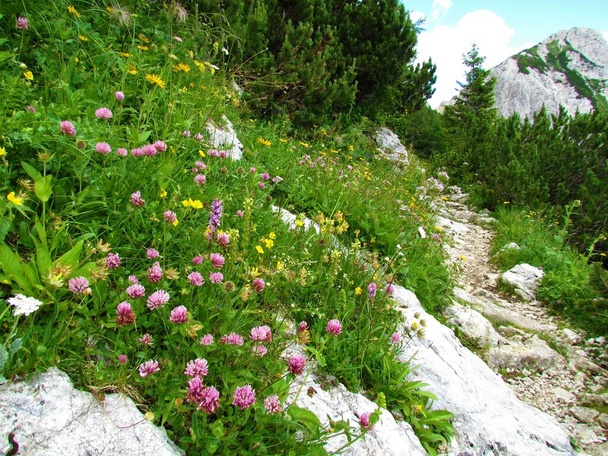 Colorido prado alpino con trébol rojo y otras flores silvestres amarillas y blancas junto a una ruta de senderismo en los Alpes Julianos y el parque nacional de Triglav, Eslovenia - Foto, Imagen