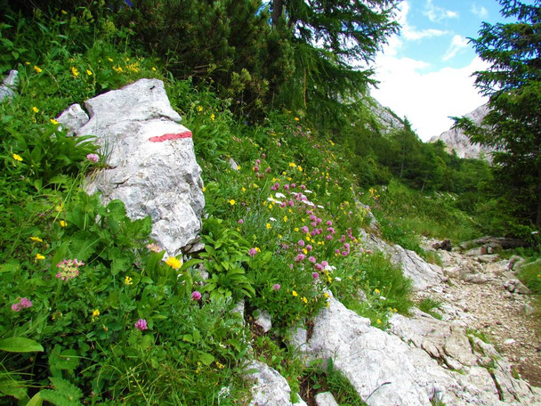 Кольорові альпійські луки з червоною конюшиною та іншими жовтими і білими польовими квітами поруч з пішохідним маршрутом в Юліанських Альпах і національному парку Триглав (Словенія). - Фото, зображення