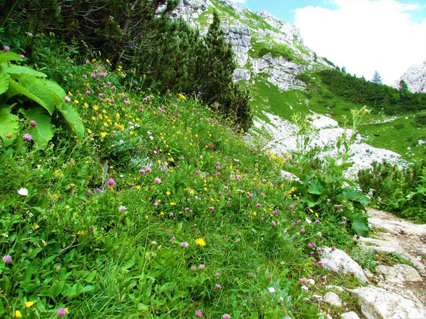 Kleurrijke alpenweide met gele en roze bloemen naast een wandelpad en een alpenlandschap met een scheut achter in Julian alps en Triglav nationaalpark, Slovenië - Foto, afbeelding