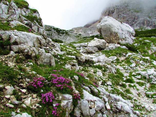 Скелястий альпійський краєвид з луками і рожевими квітучими кампіонами мохів або подушками рожевого кольору (силенський акауліс) в Юліанських Альпах і національному парку Триглав, Словенія. - Фото, зображення