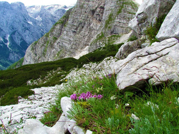 Paisaje rocoso alpino con pino mugo y tomillo rosado en flor, tomillo salvaje o tomillo rastrero y empinadas laderas rocosas del valle de Vrata en los Alpes Julianos y el parque nacional de Triglav, Eslovenia - Foto, Imagen