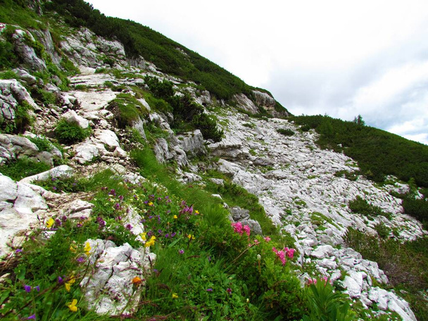 Скелястий альпійський ландшафт з гірськими сосновими і жовтими, фіолетовими і рожевими квітками. волохатий альпійський покрив (Rhododendron hirsutum) схили долини Врата в Юліанських Альпах і Національний парк Триглав, Словенія - Фото, зображення