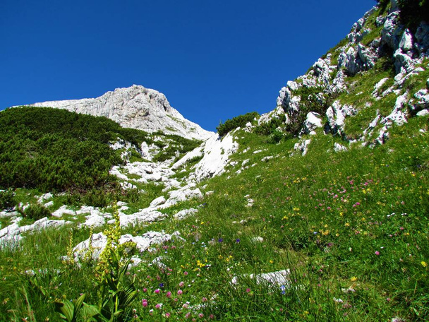 Вид на гору Дебелі врх в Юліанських Альпах і національний парк Триглав, Словенія і лук з квітами і сосною муго спереду. - Фото, зображення