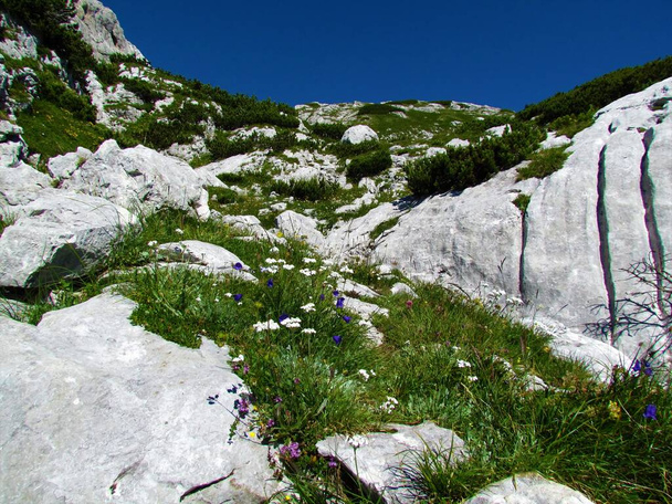 Skalisty alpejski krajobraz z formacjami skalnymi w górskim krasie i sosną mugo oraz niebieskimi dzwoneczkami i białymi kwiatami w Alpach Julijskich i Parku Narodowym Triglav, Słowenia - Zdjęcie, obraz