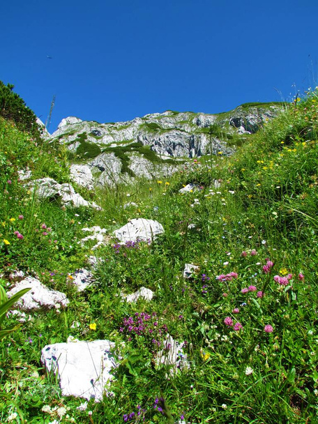 Alpine meadow with pink and yellow flowers and a mountain range in the back in Julian alps and Triglav national park, Slovenia - Фото, зображення