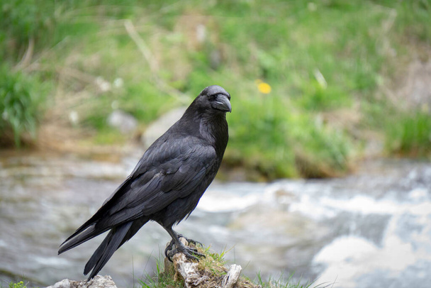 Corvo (Corvus corax) nas Montanhas Tatra. - Foto, Imagem