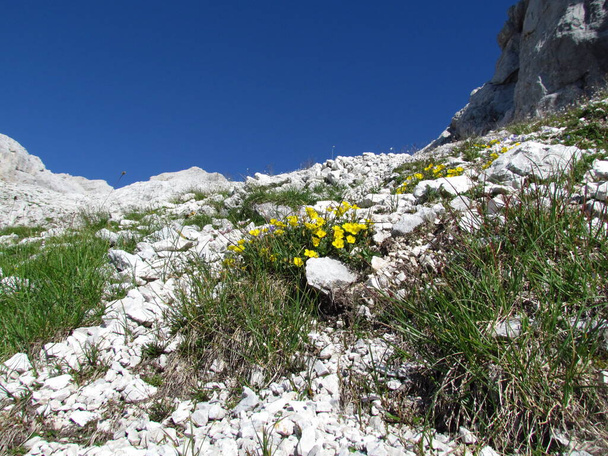 Yellow blooming rock-rose flowers growing on rocky terrain in Julian alps, Slovenia - Photo, Image