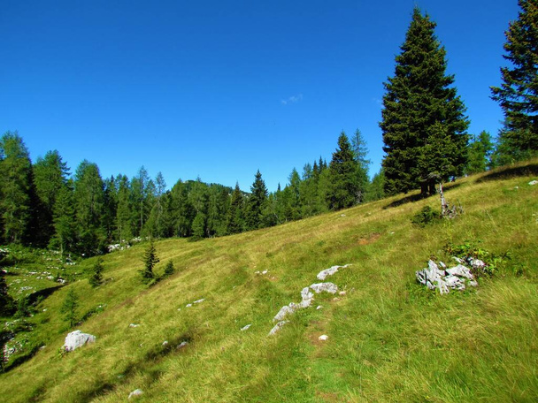 Meadow with a coniferous forest of spruce and larch behind in Julian alps, Slovenia - Photo, Image