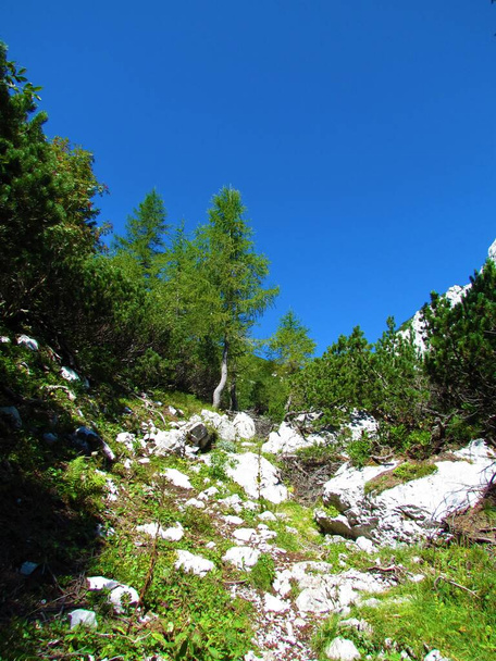 Путь, ведущий через горный луг, покрытый скалами и лиственницей и дуговой сосной в горах Караванке, Словения - Фото, изображение