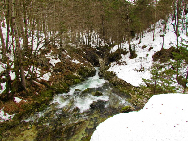Mostnica Creek w Gorenjskiej, Słowenia zimą przepływająca przez las - Zdjęcie, obraz