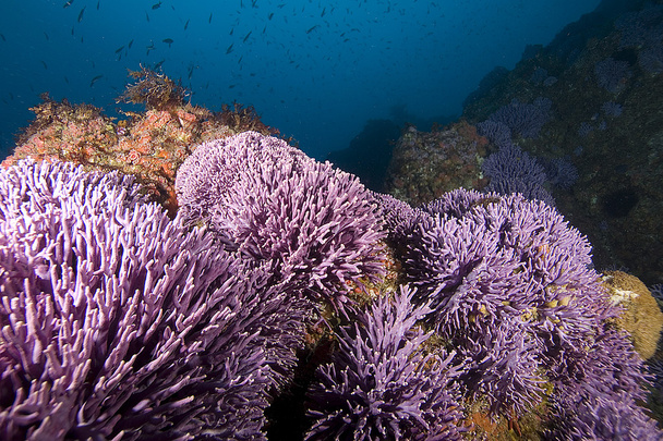 Unterwasser-kalifornischer Kelp-Wald - Foto, Bild