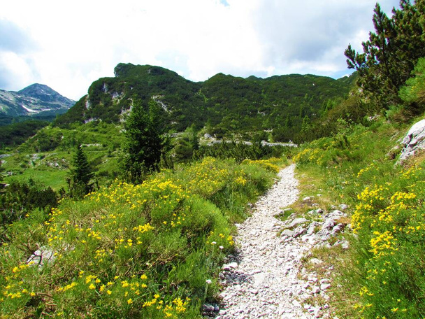 Wandelroute door het alpenlandschap met gele Genista radiata bloemen in Julian alps en Triglav nationaalpark, Slovenië - Foto, afbeelding