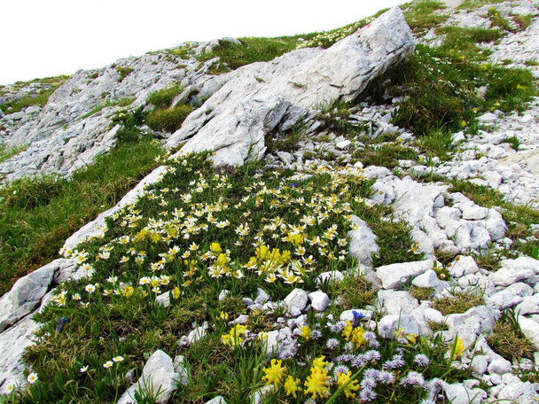 Alpejski dziki ogród z białymi górskimi avens (Dryas octopetala) i żółtym wyka (Anthyllis vulneraria) kwiat - Zdjęcie, obraz