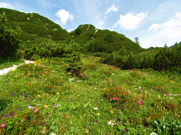 Medow alpejski z żółtymi, białymi i różowymi kwiatami i sosną mugo (Pinus mugo) pokryte wzgórza w tle w Alpach Julijskich, Słowenia - Zdjęcie, obraz