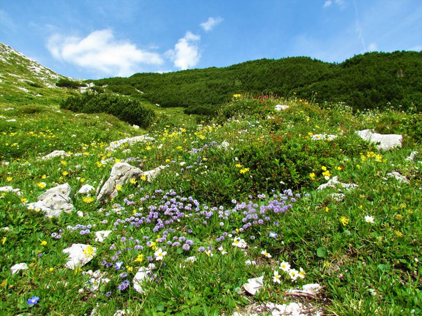 Kolorowy alpejski dziki ogród z żółtą wypustką nerkową (Anthyllis vulneraria) i niebieskim kwiatem bali zwyczajnej (Globularia punctata) w Alpach Julijskich, Słowenia - Zdjęcie, obraz