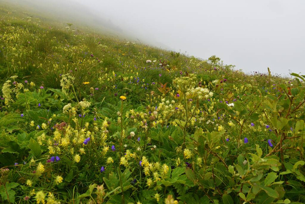 Alpesi rét sárga betóniával (Stachys alopecuros) és egyéb kék virágokkal Crna Prst-ben Julian Alpokban és Triglav Nemzeti Parkban, Szlovéniában - Fotó, kép