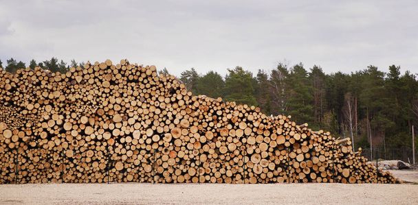 Industria del legno. Sfondo della foresta. Protezione dell'ambiente. Risorse naturali. Logging concept banner - Foto, immagini