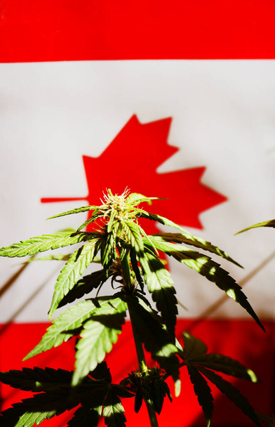 Roślina konopi indyjskich na tle Kanady. Medyczna legalizacja marihuany. Orientacja pionowa - Zdjęcie, obraz