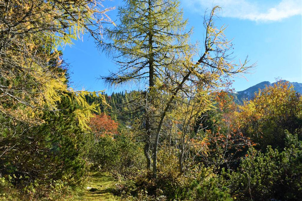Stezka vedoucí barevnou podzimní krajinou v červených, zelených a žlutých barvách s mugo borovicemi a modříny v pohoří Karavanke, Slovinsko - Fotografie, Obrázek